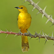 Hooded Oriole thumbnail